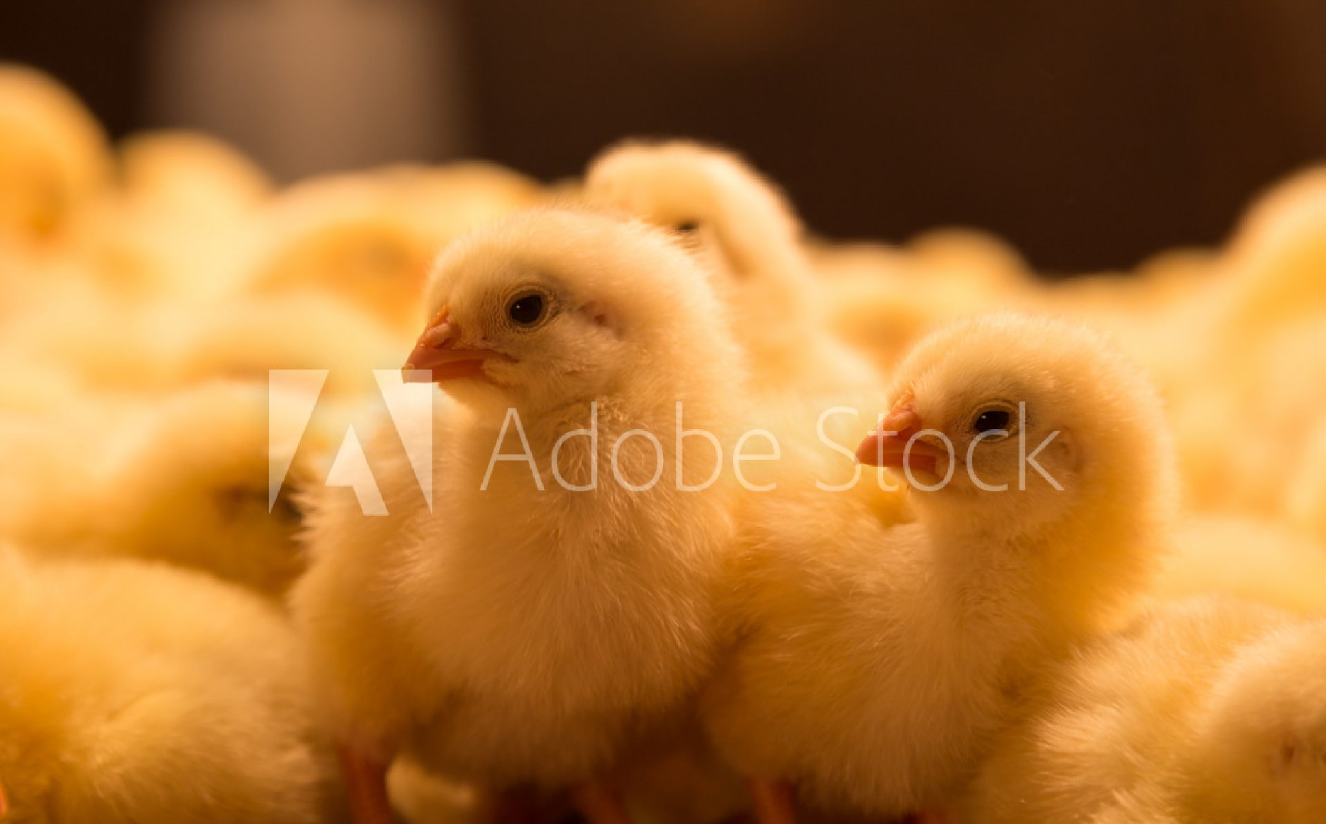 Les Poussins du Pré-Bocage